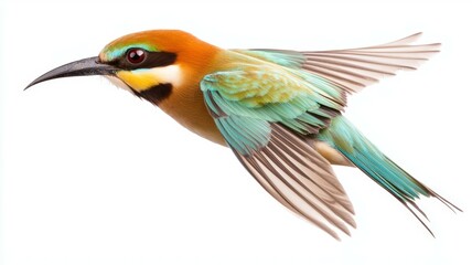 A colorful bird in flight showcases its vibrant plumage against a plain background