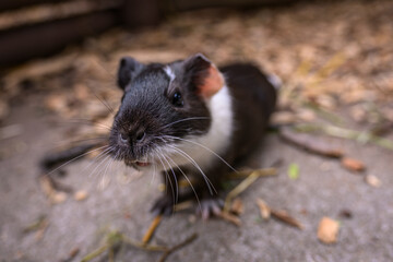 Guinea pigs in a paddock outside.
