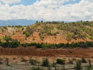 Naklejka premium View of Totocoa's dry tropical forest, typical to some deserts. 
