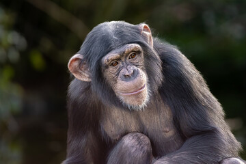 Chimpanzee