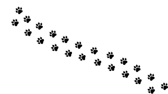 Dog FootSteps Walking Path Mark on white background. Animation 

