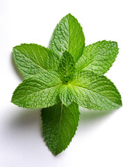 fresh mint leaves, isolated on a clean white background