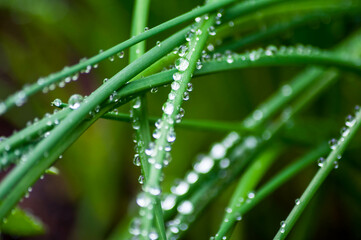 drops of dew on the grass