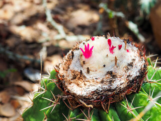 Close up photograph of cactus pink flower at cotton like cactus' top.  © Nostromo Trykowski