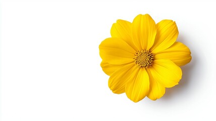 Bright yellow flower with delicate petals against a white background highlighting its natural beauty