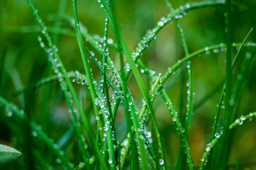 dew, drop, grass, plant, macro, rain, drops, wet, close-up, blade, green, garden, raindrop, lawn, morning, meadow, water, nature