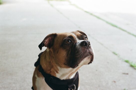 Good boy