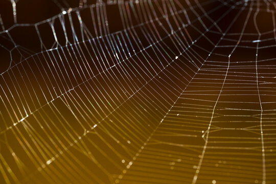 Detailed Spider Web Close-Up