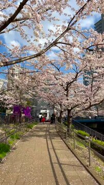 Meguro River Banks with sightseers, Sakura Cherry Blossom Season,  Springtime in Tokyo, Japan