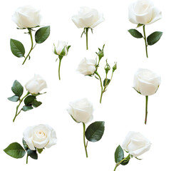 white rose  isolated on transparent background Generative AI