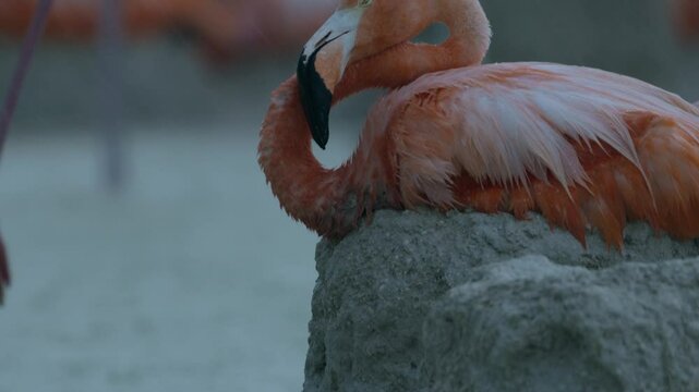 Flamingos live in very salty waters for life, and in the stormy season they make sand dune nests for protection.