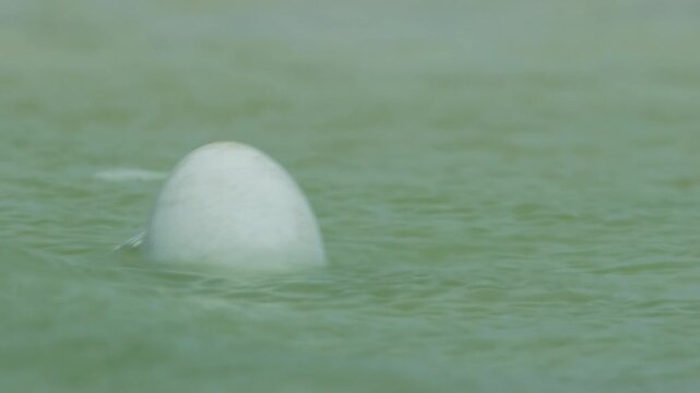 Flamingos live in very salty waters for life, and in the stormy season they make sand dune nests for protection.