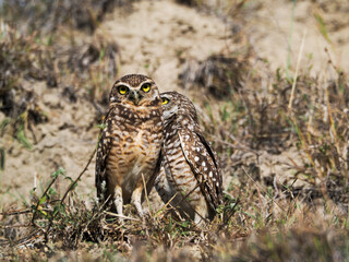 Pair of burrow owl hidden in the dry grass in dry tropical forrest
