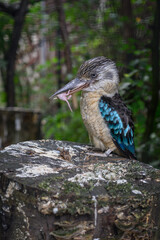 A kingfisher holding a young mouse in its beak.
