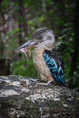 A kingfisher holding a young mouse in its beak.
