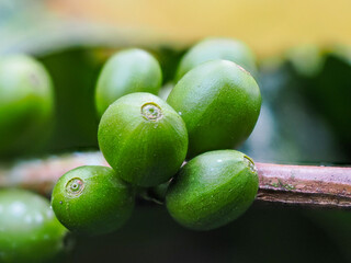 Fresh green coffee fruits