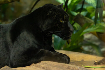 Black jaguar © Paul
