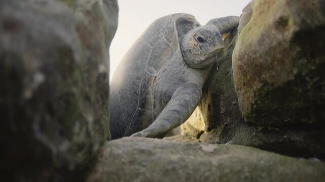 Turtles coming to the beach and laying eggs and returning to the sea