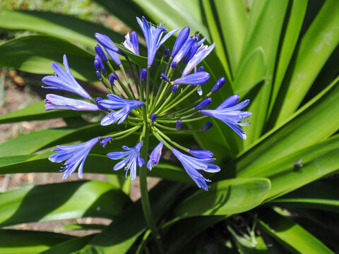 Agapantus flower blooming blue