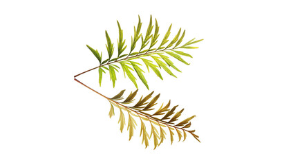 Leaves of the southern silky oak (Grevillea robusta) isolated on white background