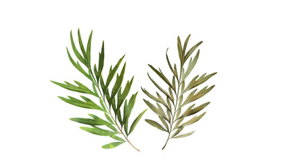 Leaves of the southern silky oak (Grevillea robusta) isolated on white background