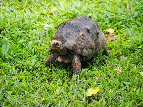 Chelonoidis carbonarius, red-footed tortoise in South America