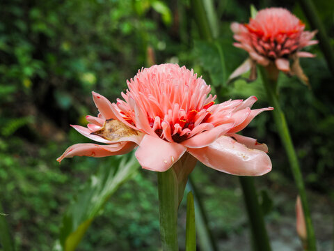Etlingeria elator pink flower