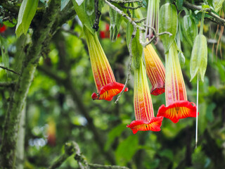 Brugmansia flower