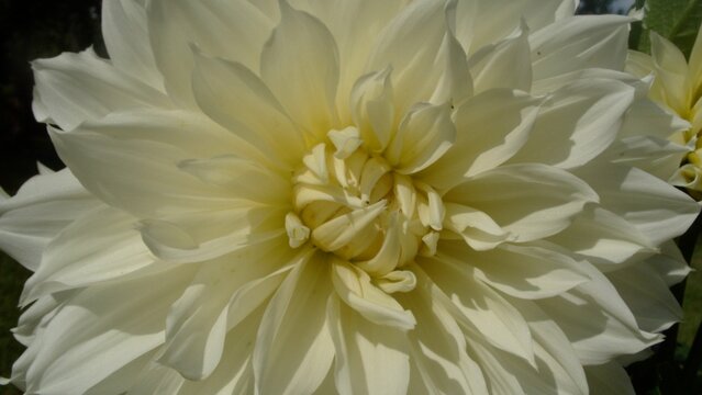 White Flower Up Close