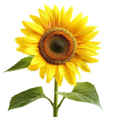 sunflower  isolated on transparent background Generative AI