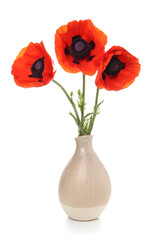 Vase with beautiful poppy flowers on white background