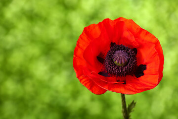 Beautiful poppy flower outdoors, closeup