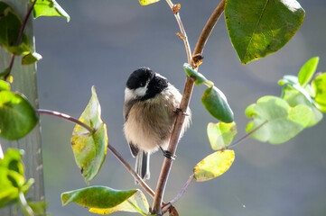 black capped chickadee