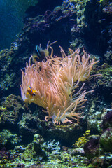 A clownfish near an anemone under the sea surface.
