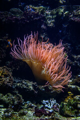 A clownfish near an anemone under the sea surface.
