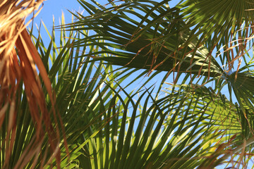 Green palm leaves against the sky, view from the bottom up. Nature background. Palm leaves background, wallpaper