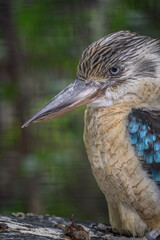 Kingfisher bird in captivity outdoors.
