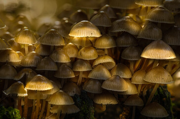 Forest mushrooms delicately illuminated