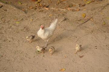 Mother Chicken with Chicks on a Path