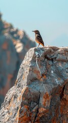 A wild bird perched gracefully on a large rock in its natural habitat amidst rugged terrain