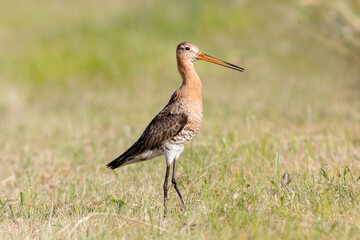 red billed hornbill
