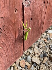 Prey mantis