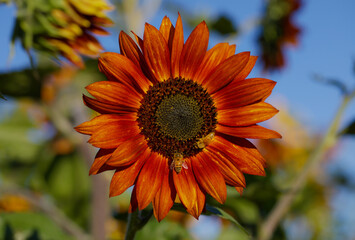 bright orange sunflower on sunny day