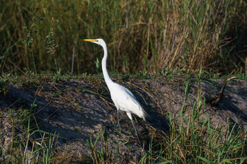 Fototapeta premium great egret bird walking up a bank seen on safari in Africa