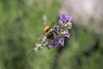 A bee pollinates a lavender flower.
