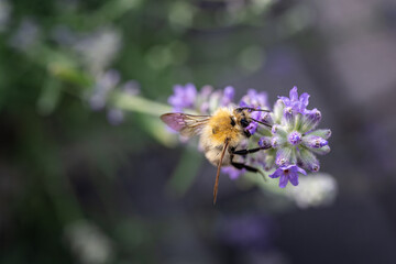 A bee pollinates a lavender flower.
