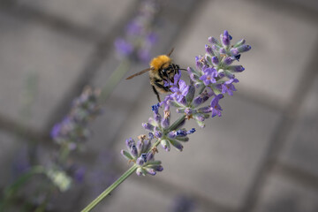 A bee pollinates a lavender flower.
