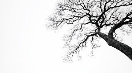 Fototapeta premium A black and white image of a leafless tree