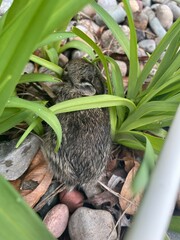 Baby rabbit in grass