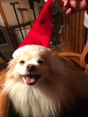 Pomeranian is Christmas hat